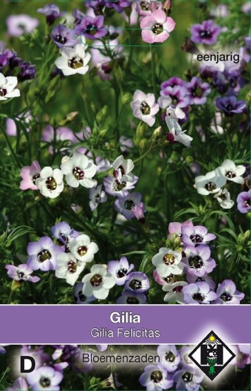 Vogeluglein Felicitas (Gilia tricolor) 2000 Samen